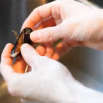 How To Clean and Debeard Mussels